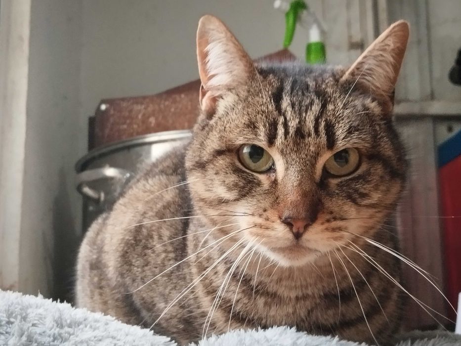 GI (Fêmea, 5 Anos) - Para Adoção