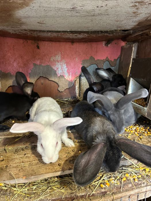 Продам кролики вік 3 місяці