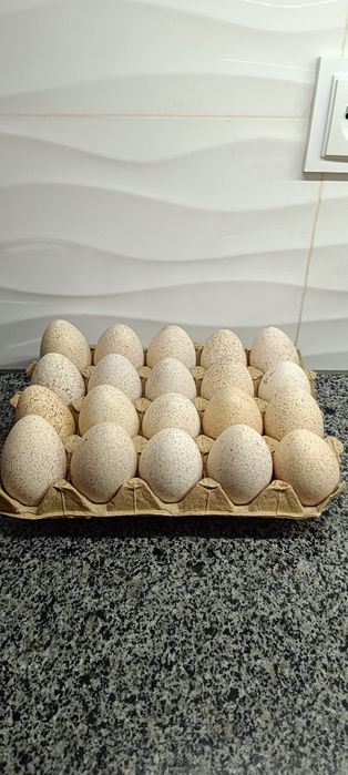 Індичі яйця для інкубації