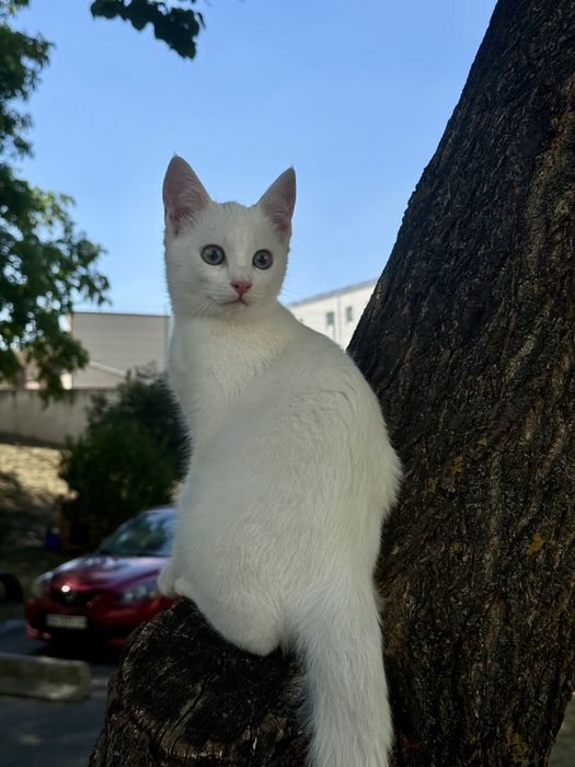 Кошеня (хлопчик, 5 місяці)