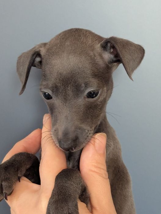 Цуценята левретки, документи КСУ, Київ.