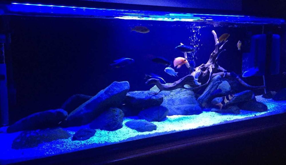 Lampa oświetlenie akwarium 50 cm royal blue niebieska ściemniacz
