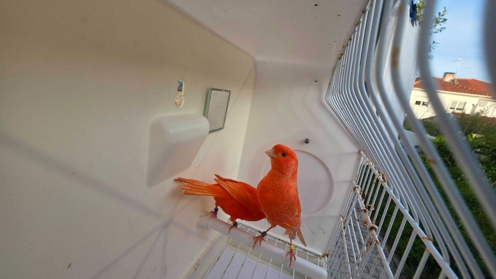 Canários vermelhos intensos e nevados