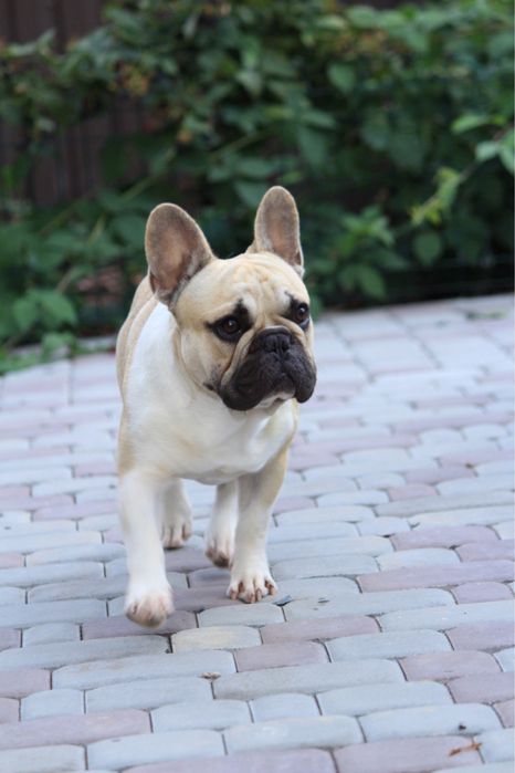 Французский бульдог  мальчик КСУ питомник