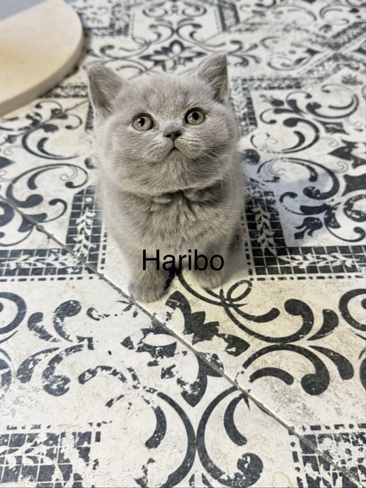 Kocurek brytyjski krótkowłosy niebieski rodowód WCF