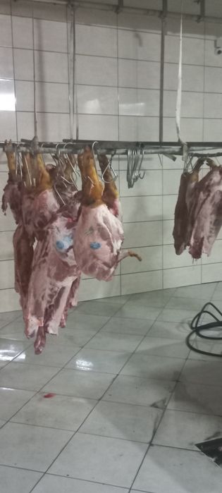 Забійний цех реалізує свинину з сертифікатами якості!!!