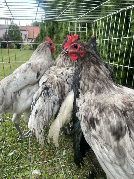 Australorp, australorpy 2026