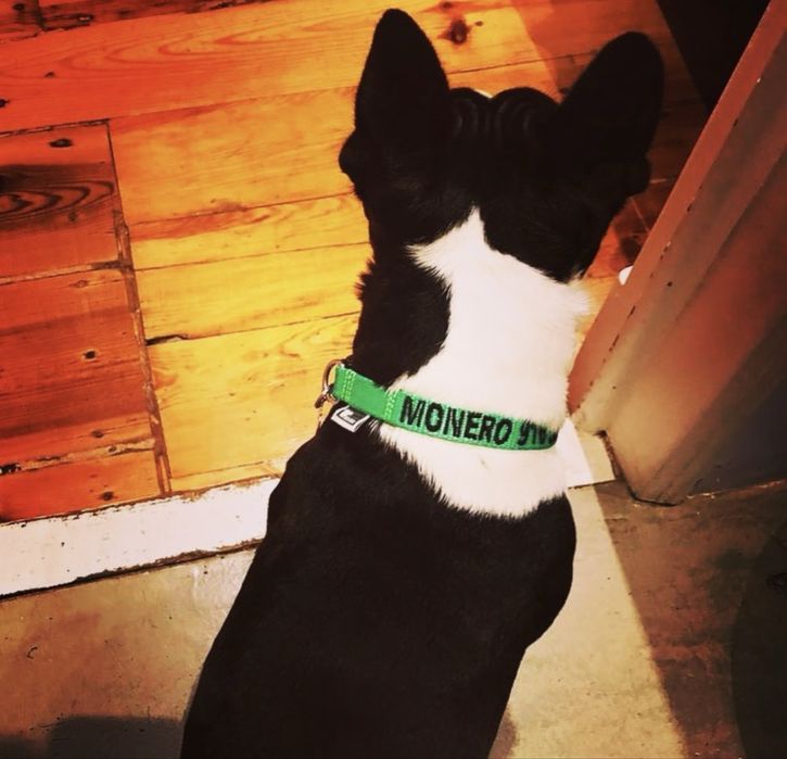 Coleiras Personalizada feita à mão