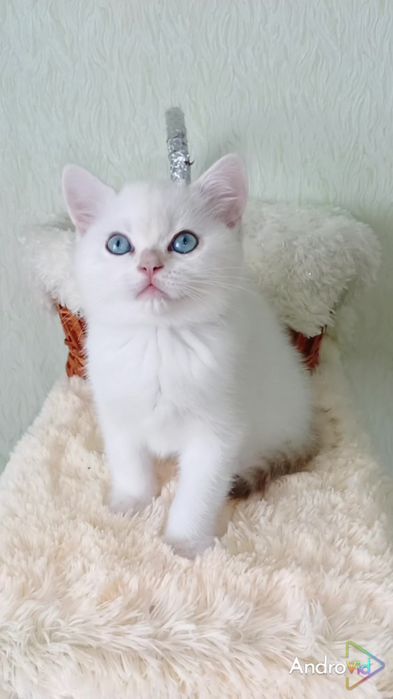 Как девочка. Шотландский прямоухий котик поинт с голубыми глазами