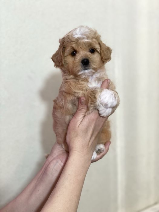 Дівчинка мальтипу міні