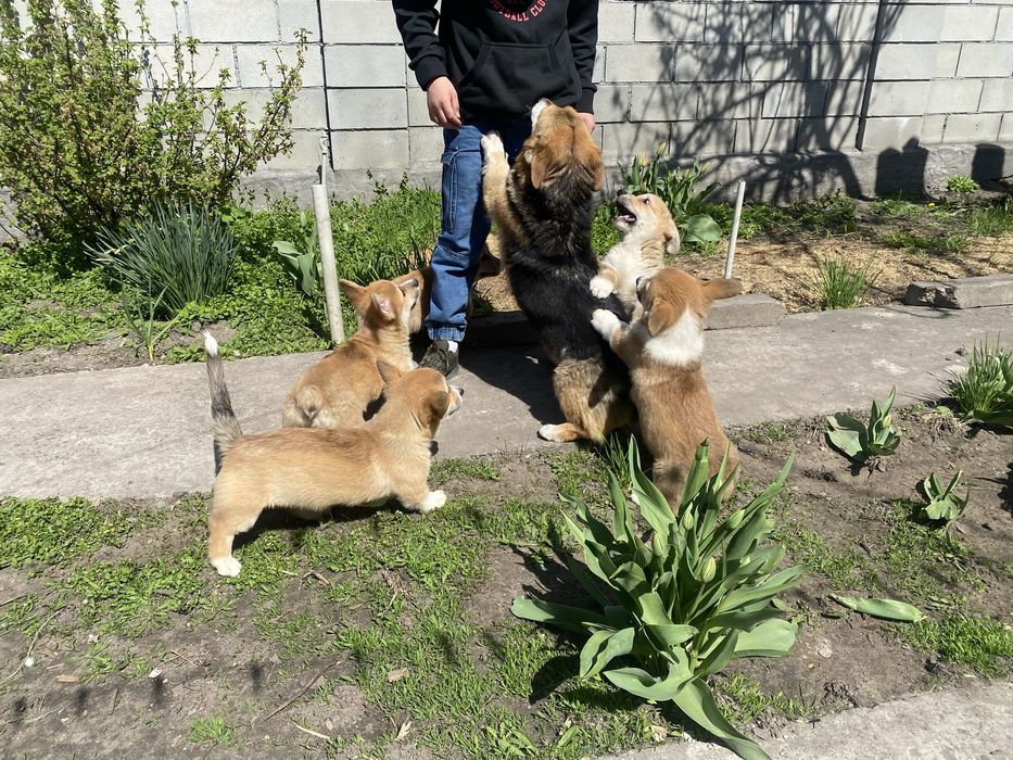 Корги щенки девочки и мальчики