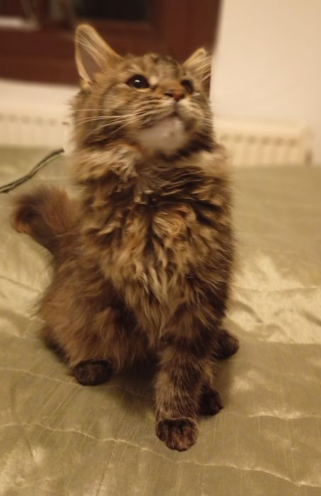 Kotka Maine Coon - Chrupka