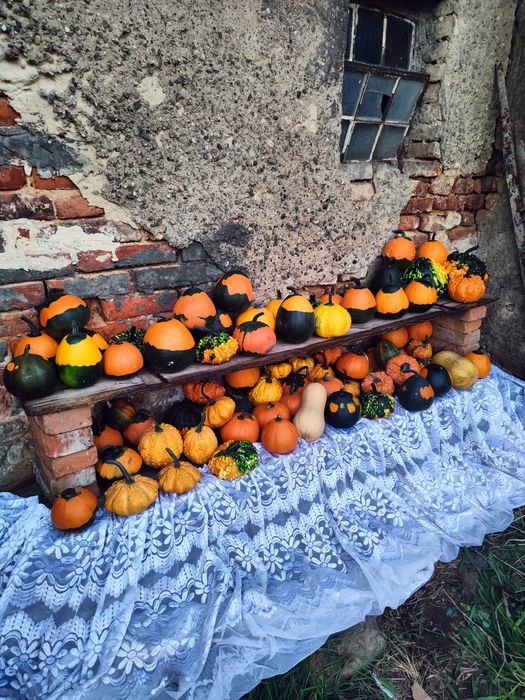 Dynie ozdobne bez gmo