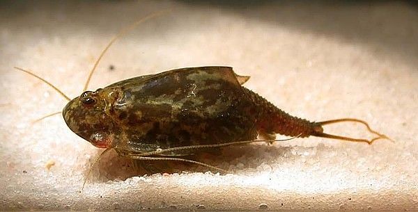 Przekopnica, przekopnice - właściwa, Triops