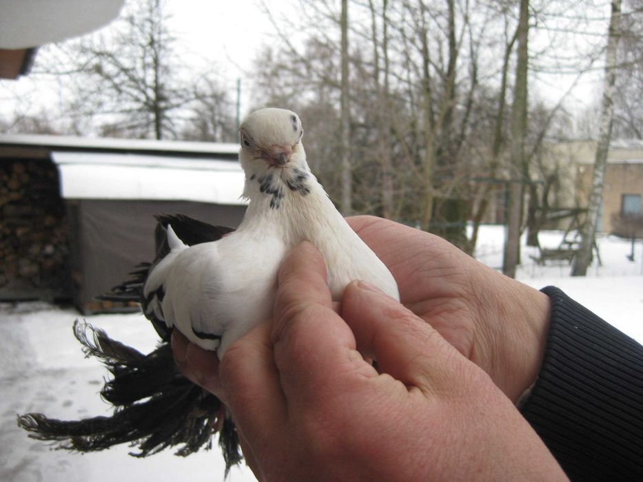 Gołębie Motyle czarne