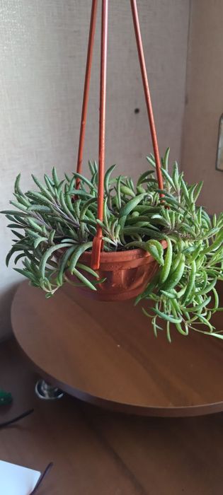 Хрестовник Оттона