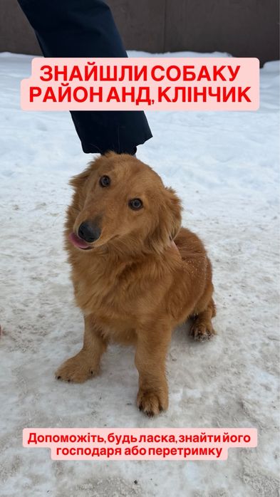 Знайшли собаку Дніпро, АНД район