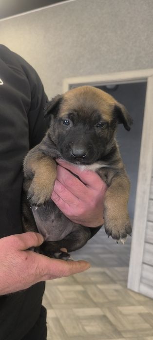 Цуценята Бельгійської вівчарки (Малінуа)