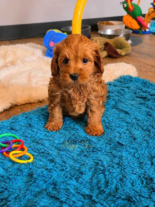 Pudel mini,  Cockapoo F1B