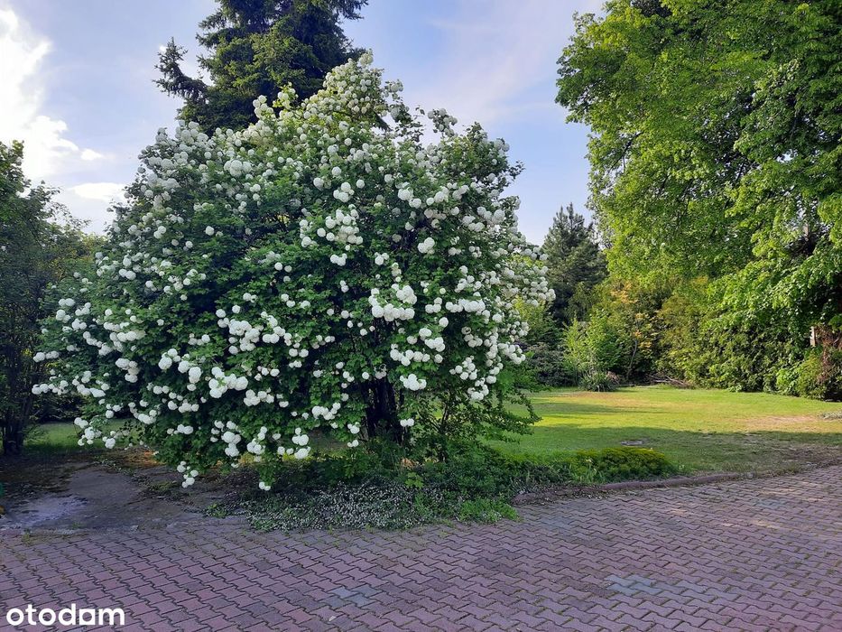 Działka 6600 m2 | Dom 170 m2| Media | 2 dojazdy | Możliwy podział