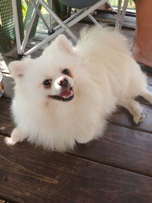 Вязка..Кобель   100% немецкий щпиц, не малый. Готов к новому потомству