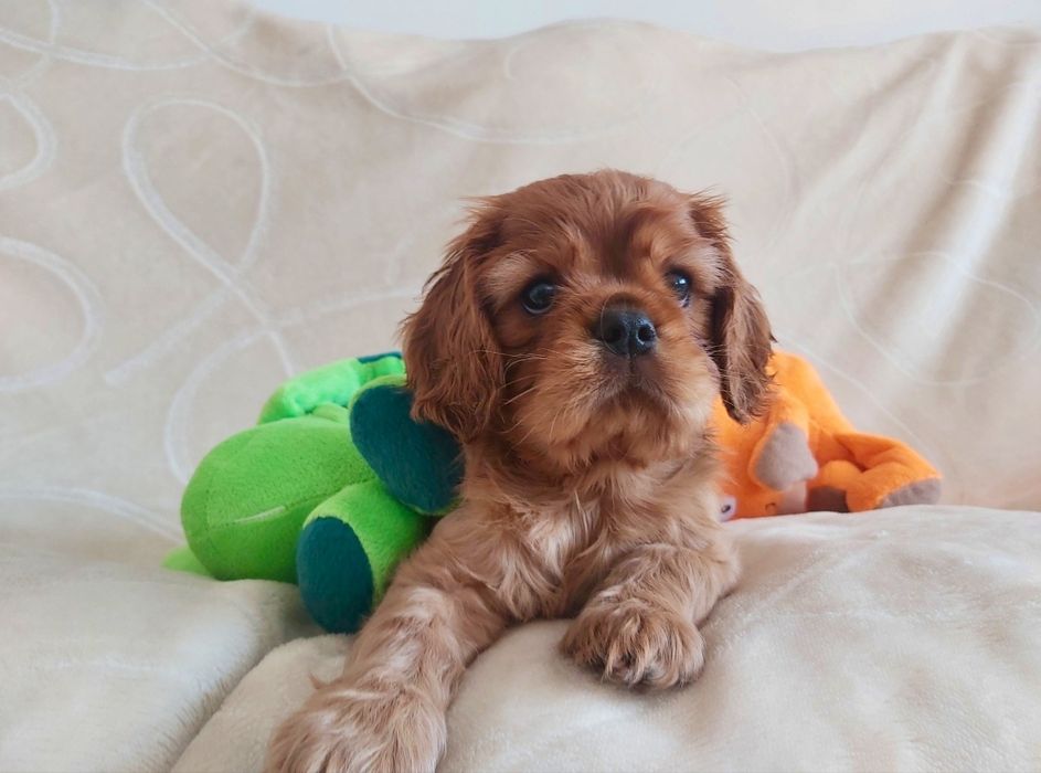 Cavalier King Charles Spaniel