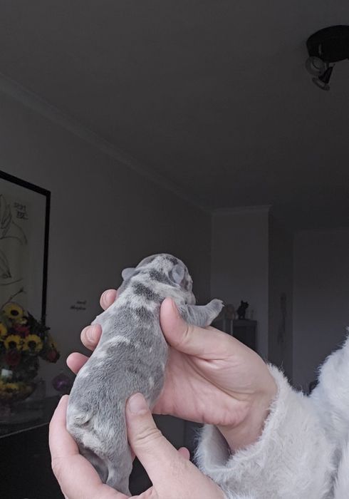 Bulldog Lilac exelente porte