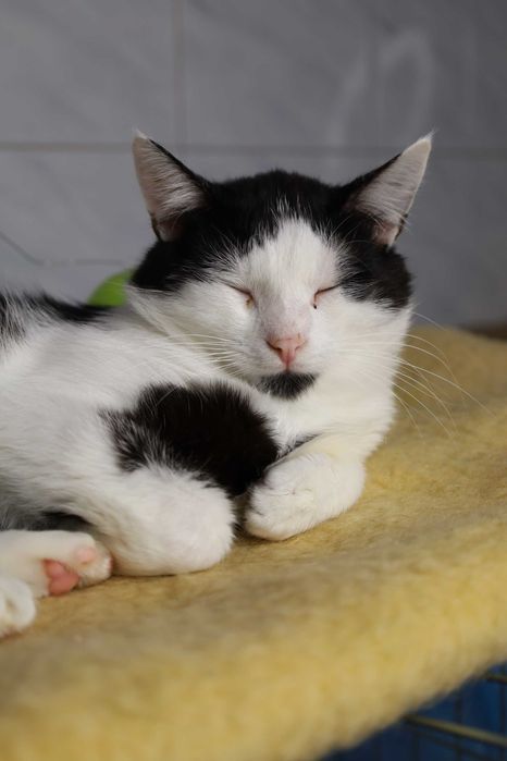 Najukochańszy koci duet Adopcja