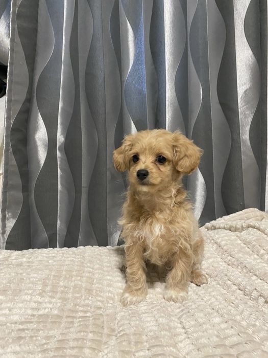 Цуценята Мальтипу