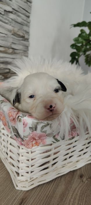 Border Collie suczka blue marle