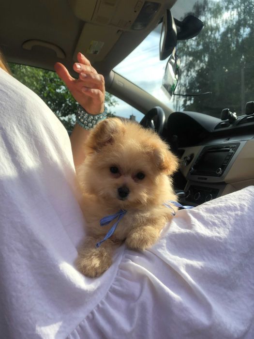 Помапу  краса з характером