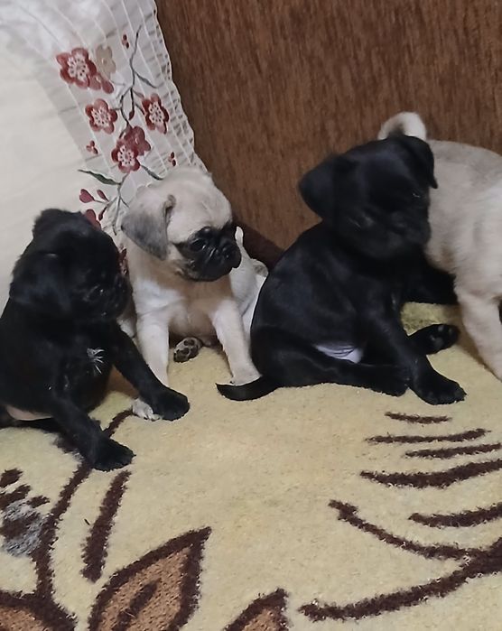 Мілашні мопсенята чекають на Вас