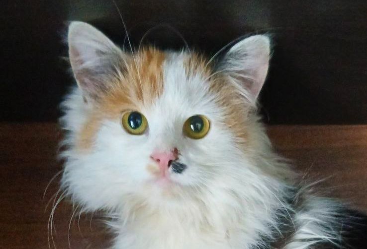 Трехцветный котенок Ляля, 5 месяцев, стерилизована. Ласковая кошка.