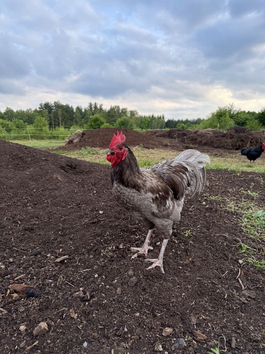 Koguty Australorp drob
