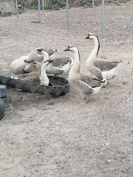 Jajka lęgowe perliczki i gęsi