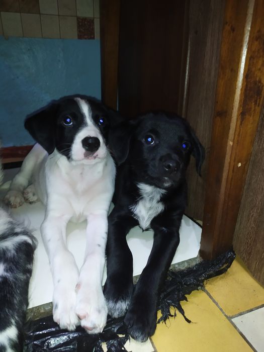 русский спаниель