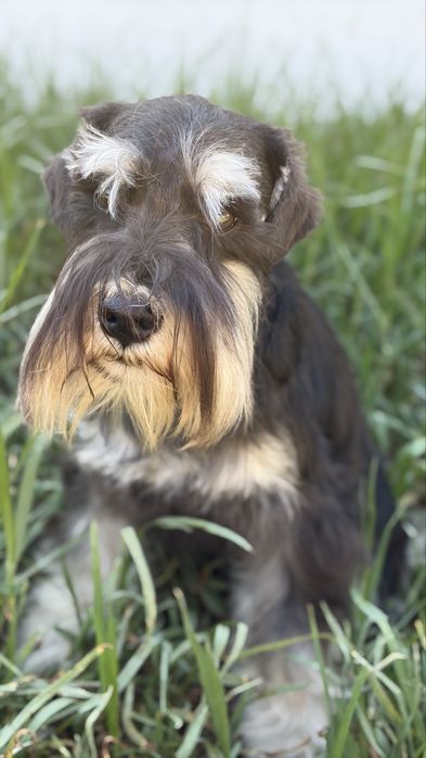Schnauzer miniatura preto e prateado