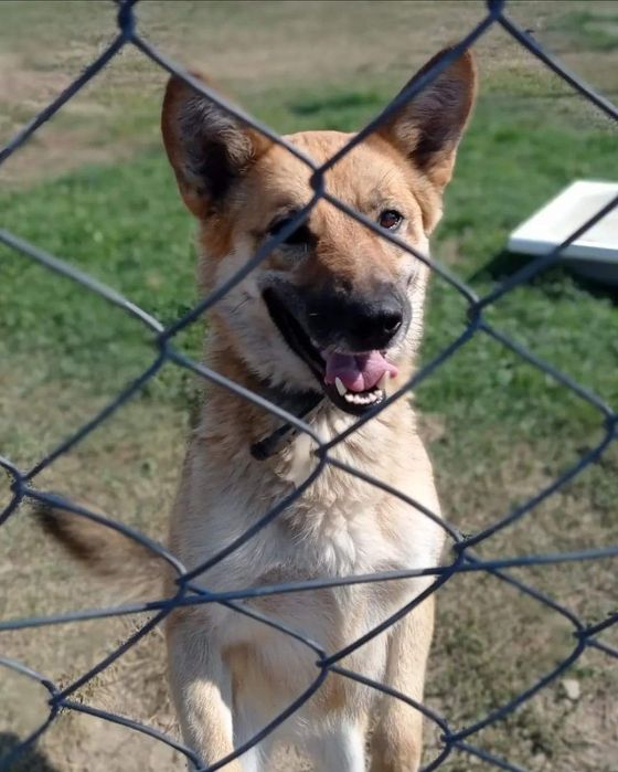 Biedny psiak do adopcji