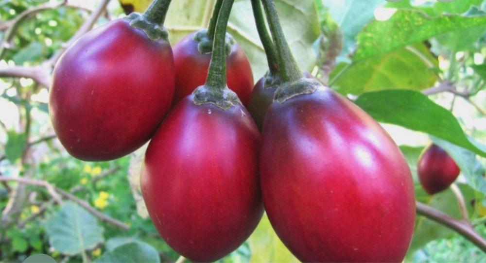 Tamarilhos/ tomates brasileiros