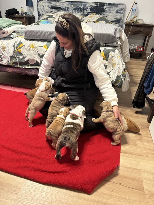 Bulldog Ingles c/Lop
