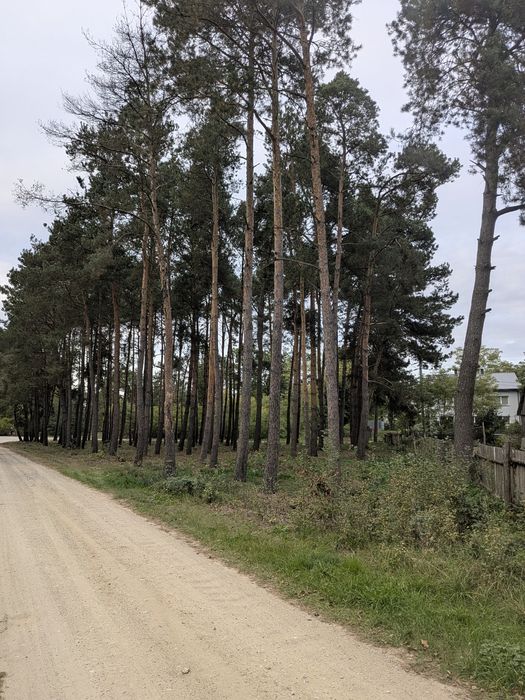 Działka MPZP 1612 m² Starowola – blisko Liwca, sosny, media przy drodze - Widok 5