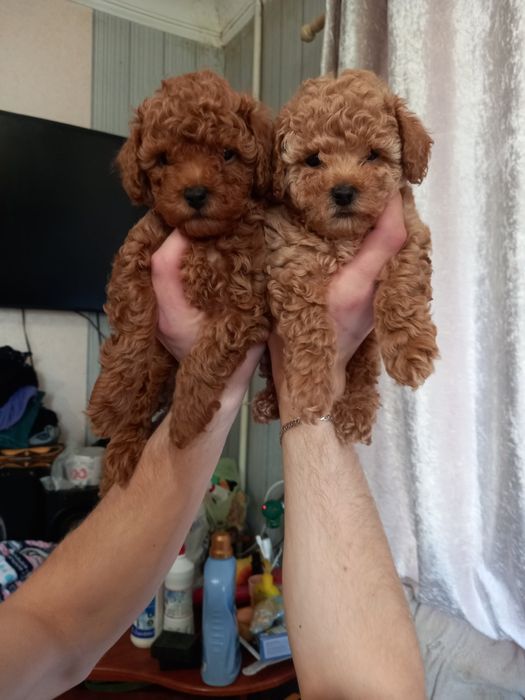 Щенки той пудель Ред и Ред Браун