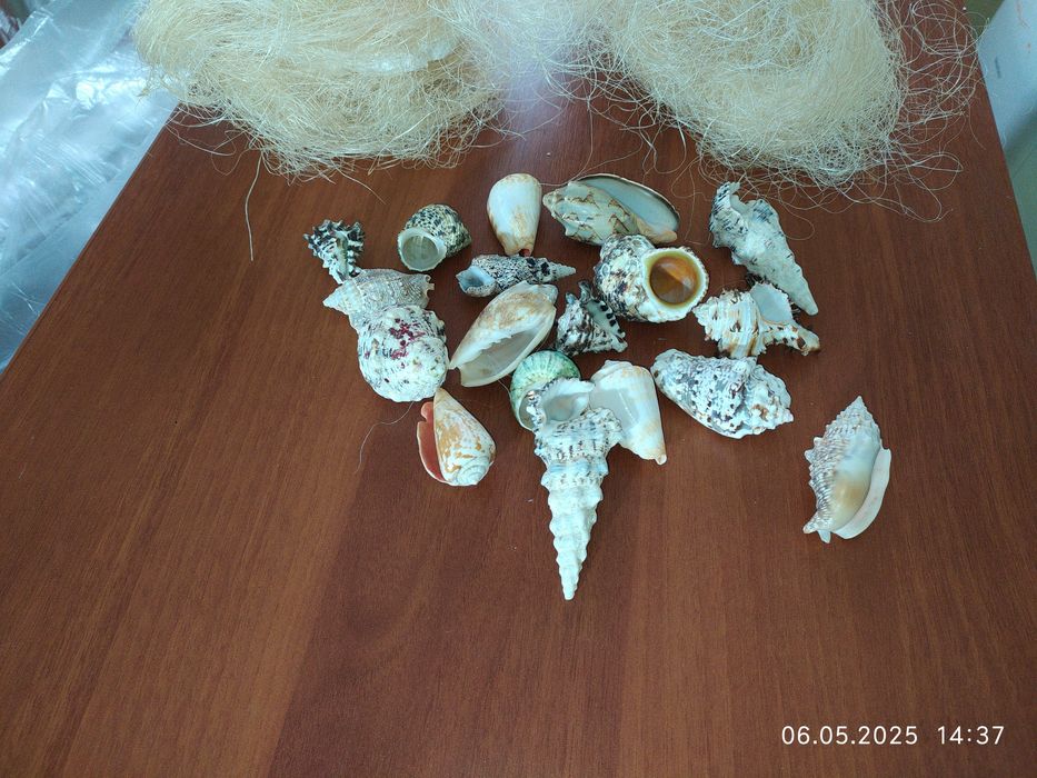 Ракушки для акваріума