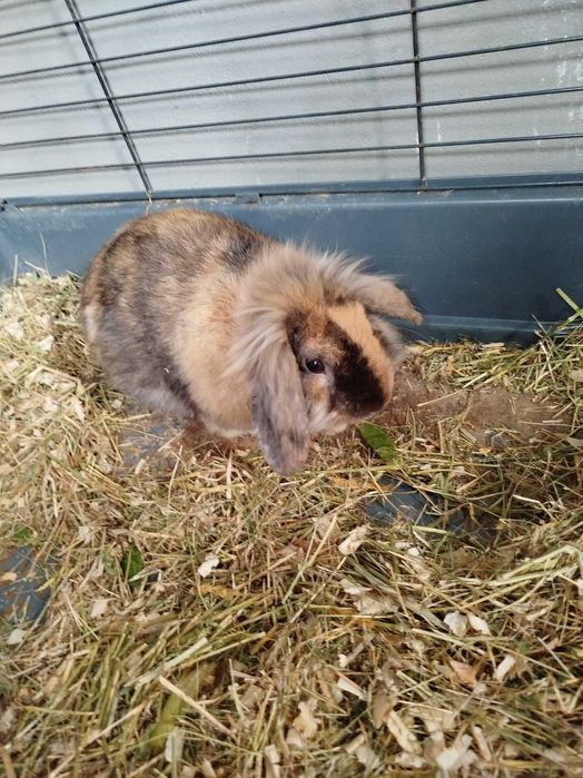 Conjunto de coelhos mini lop