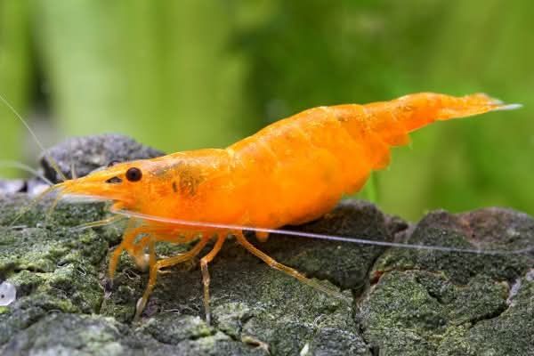 Vendo várias neocaridina de grade A