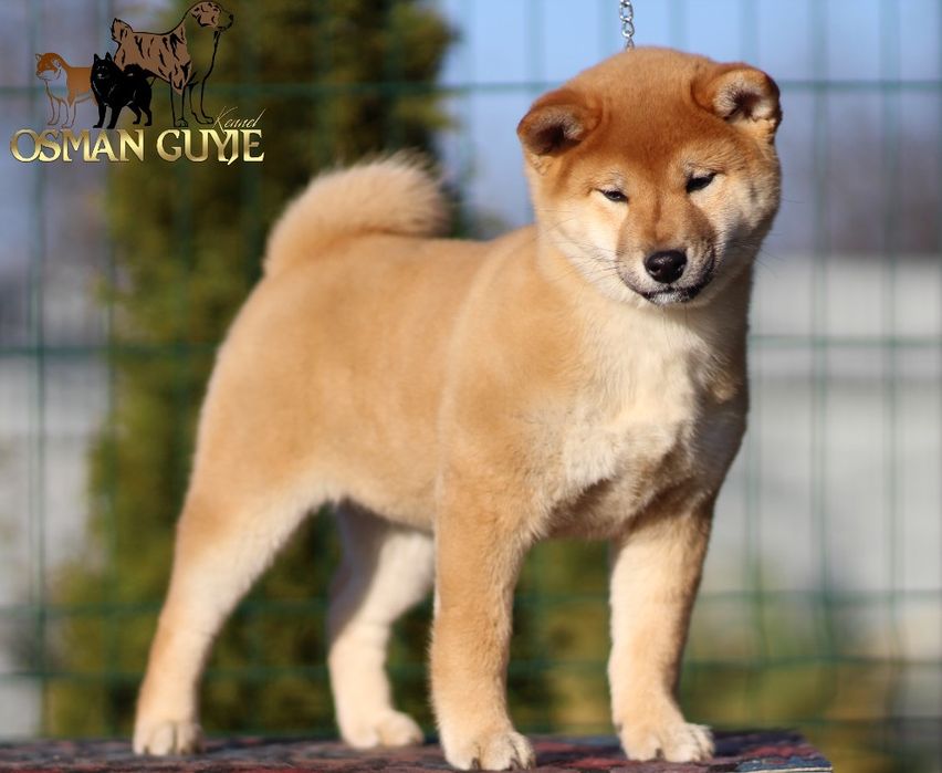 Видатна дівчинка шиба іну сіба іну 3 місяці