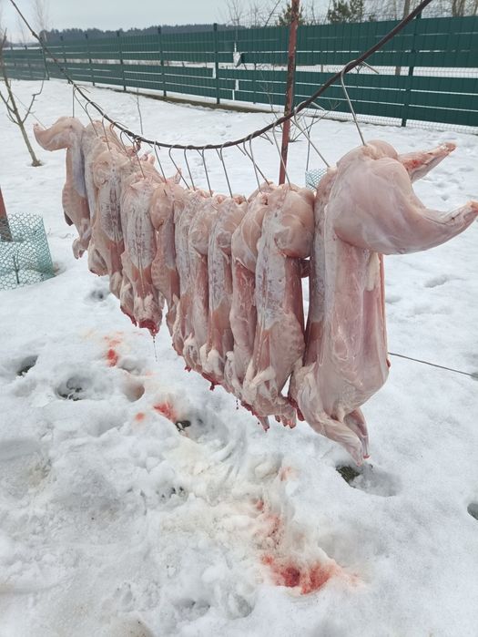 Панон...Продам кріля,крілицю,молодняк, м'ясо кріляПанон на плем'я