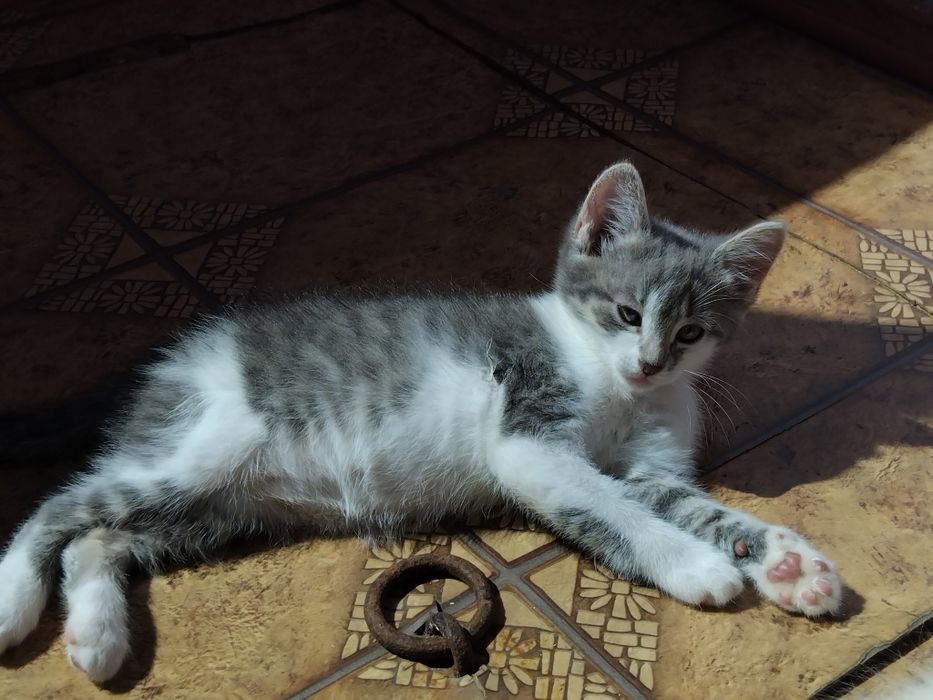 віддамо маленького котика