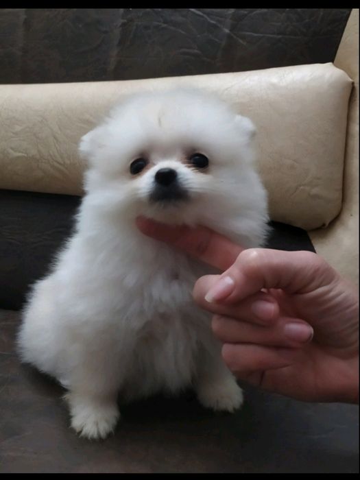 Мальчики и девочка померанский шпиц.