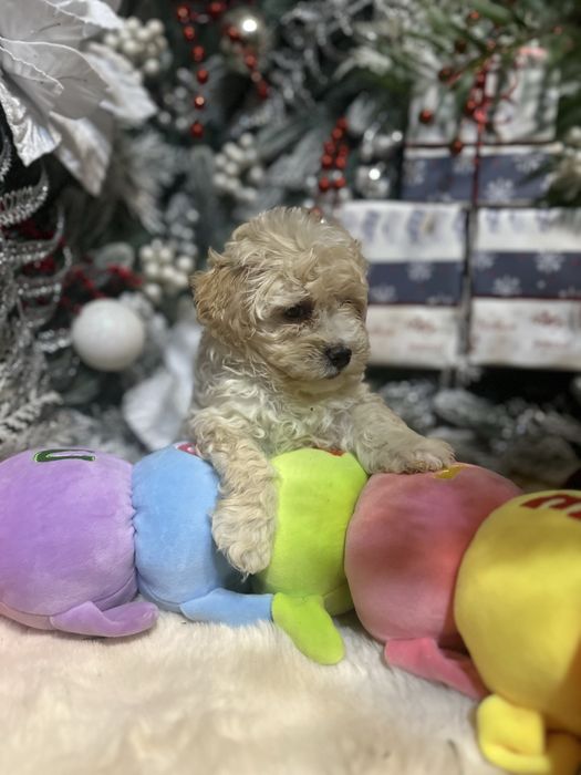 Хлопчик мальтипу,стандарт